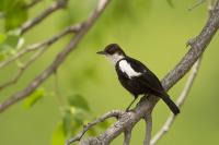 Myrmecocichla arnotti