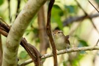 Uropsila leucogastra