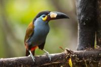 Andigena laminirostris