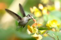 Anthracothorax dominicus