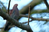 Patagioenas flavirostris