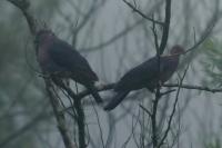 Columba torringtoniae