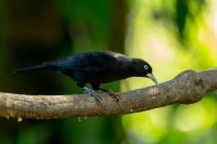 Amblycercus holosericeus