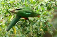 Alisterus scapularis