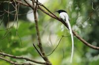 Terpsiphone paradisi