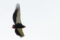 Terathopius ecaudatus