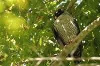 Ciccaba nigrolineata