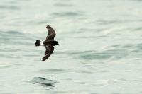 Hydrobates pelagicus