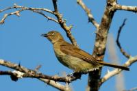 Andropadus importunus