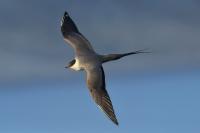 Stercorarius longicaudus