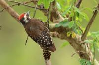 Dendropicos obsoletus