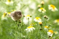 Phylloscopus collybita