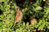 Chalcomitra senegalensis