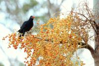 Eudynamys orientalis