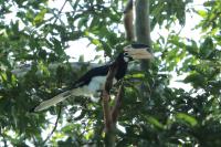 Anthracoceros coronatus