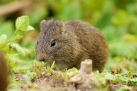 Brazilian guinea pig