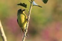 Spinus xanthogastrus