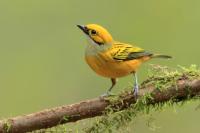 Tangara icterocephala