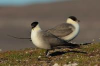 Stercorarius longicaudus