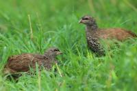 Pternistis hildebrandti