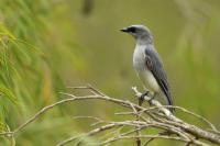 Coracina novaehollandiae