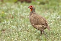 Pternistis swainsonii