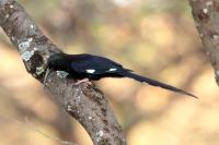 Rhinopomastus aterrimus