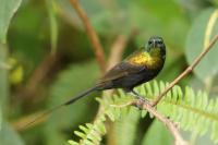 Nectarinia kilimensis