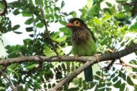 Psilopogon zeylanicus