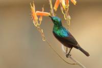 Cinnyris mariquensis