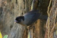 Pselliophorus tibialis