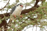 Polihierax semitorquatus