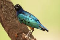 Lamprotornis superbus   