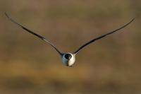 Stercorarius longicaudus