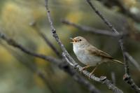 Phylloscopus bonelli