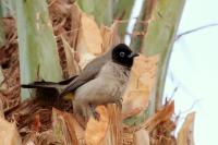 Pycnonotus xanthopygos