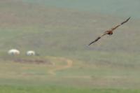 Haliaeetus leucoryphus 