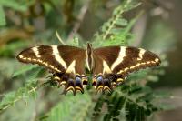 Dominican Republic-FAUNA