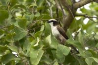 Eurocephalus anguitimens