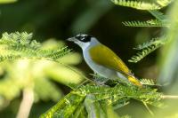 Phaenicophilus palmarum