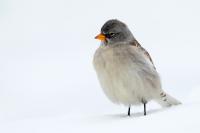 Montifringilla nivalis