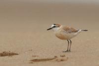 Charadrius marginatus