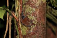 Henicorhina leucosticta