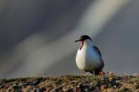 Stercorarius longicaudus