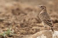 Eremopterix leucopareia