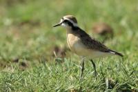 Charadrius pecuarius