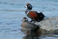 Histrionicus histrionicus