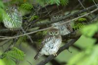 Glaucidium perlatum
