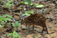 Yellow-striped chevrotain