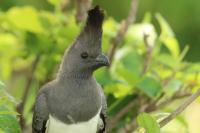 Criniferoides leucogaster